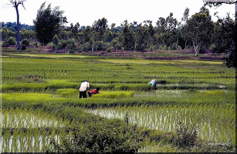 Rice farm
