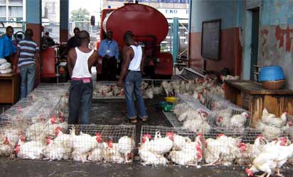 ...Workers at a Poultry Farm