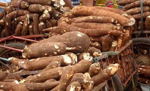 Cassava Tubers