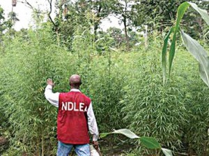 The Indian Hemp Farm