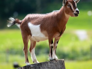 Goat