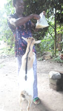 Koronjo1