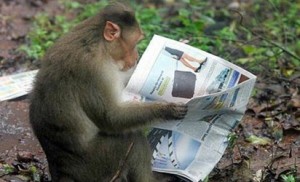 MONKEY