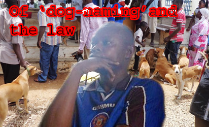 Dog2