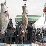 NEPC, NAFDAC to enforce proper packaging for fish exports