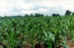Maize