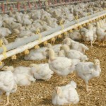 Poultry farmer sells dead fowls for  N500, as flood sacks Benin residents