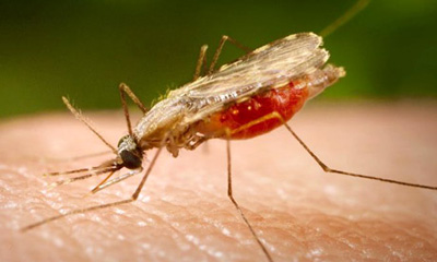 malaria mosquito After 50-year battle, Uzbekistan eliminates malaria