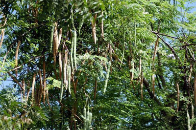 Moringa-plant