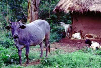 Livestock