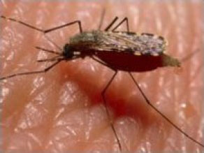 malaria,