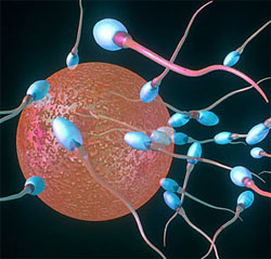 sperm Cannabis consumption alters DNA in sperm – Study reveals
