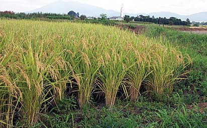 Ogoja Rice Cross River to complete Ogoja rice mill before December — Commissioner ...