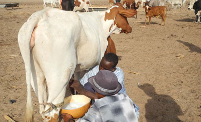 Dairy farmer urges young graduates to embrace cattle farming