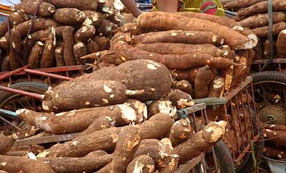 cassava2 Cassava farmers in Enugu State bemoan dearth of flour processing machines