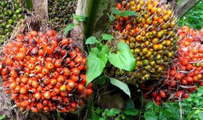  Oil palm fruits