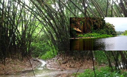 Entrance to the grove leading to its source of Ethiope river