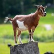 Bizarre! Eight men take turns to ‘rape’ pregnant goat, Police hunt