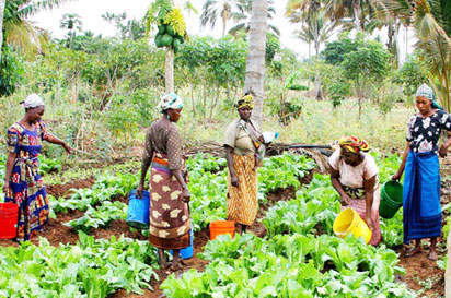 LIPSTICK women in agric Over 500 smallholder farmers benefit from CBN inputs distribution in Imo