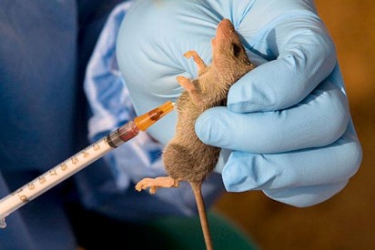 Lassa fever e1452545278971 Maiden Lassa fever int’l conference holds in Nigeria