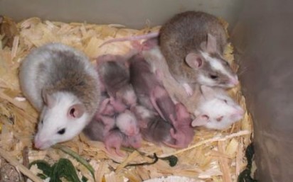 Rodents causing Lassa fever