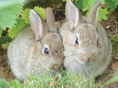 25,000 liters of urine from over 5,000 rabbits to serve as organic fertilizer — NALDA