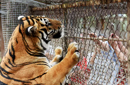 tiger