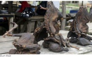 Bush Meat