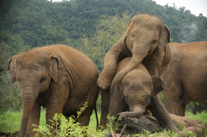 Four elephants killed in train collision in India - Vanguard News
