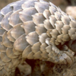 Singapore impounds container from Nigeria with pangolins worth $38m