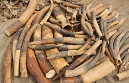 elephant tusk Vietnam makes fresh ivory, pangolin haul from Nigeria