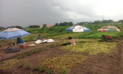 Clabar women Umbrella Landmine kills five farmers in Maiduguri