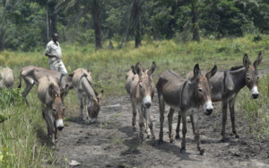 Law to ban donkey export, slaughtering coming — Minister