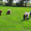 Land dispute: Hoodlums attack occupants of Abiola Farms, Ayobo