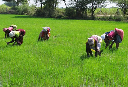 farmland NIRSAL: Boosting agricultural productivity - Vanguard News
