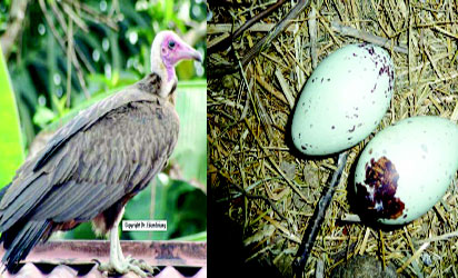 Vulture and its eggs
