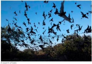 Bats