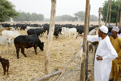 buhari inspecting2 Southern, M-Belt leaders reject public-funded ranches