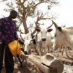 Disarm killer herdsmen in Ndokwa land, USIL tells FG