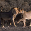Lion kills worker at US wildlife park