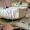 Woman wakes up to find python in her bed