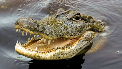 Crocodile swallows 8-year-old boy