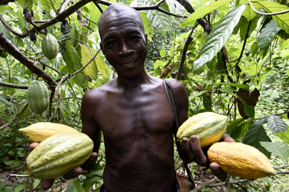 cocoa IFAD to pump $100m into Nigeria's agric sector
