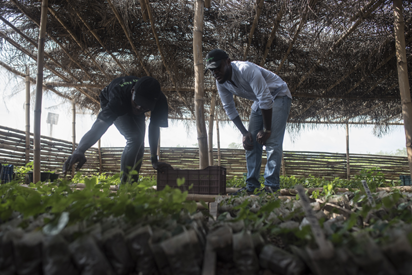 gentleman farmers CBN: Rebuilding the agriculture ‘pillar’