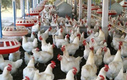 Chicken