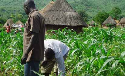 Anchor Borrowers Programme