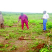 Anger as herdsmen graze on N3m maize farm in Oyo state