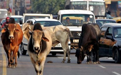 indian cows e1547111895969 Delhi cows and elderly to moo-ve in together