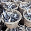 Norway-Nigeria fish trade hits N316bn in ten years