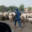 Open grazing ban: World Igbo Congress demands S-East enforcement team